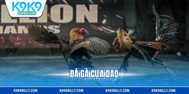Đá Gà Cựa Dao| Cuộc Chiến Gay Cấn Của Chiến Kê Hàng Đầu