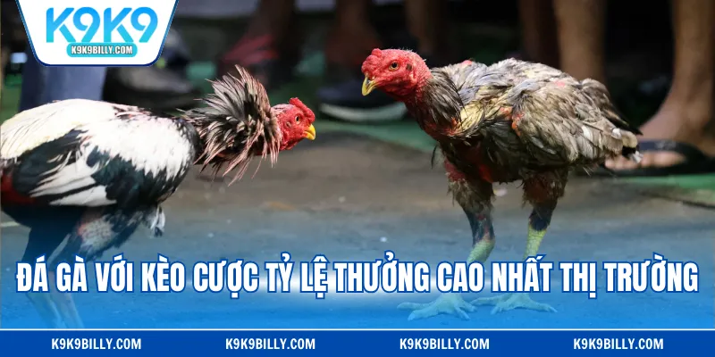 Đá gà với kèo cược tỷ lệ thưởng cao nhất thị trường