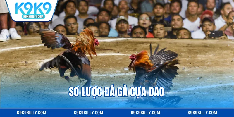 Sơ lược đá gà cựa dao