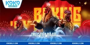 Trực Tiếp Đá Gà - Xem HD, Cược Nhanh Nhận Thưởng Lớn